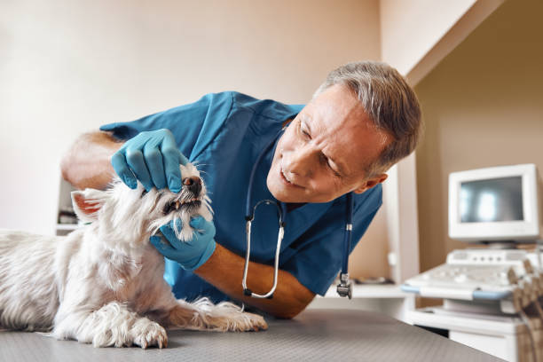 Best After-Hours Emergency Dentist in Pontotoc, MS